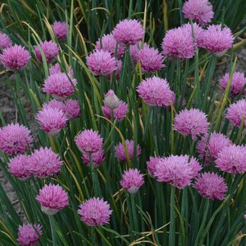 Allium lusitanicum 'Summer Beauty' 