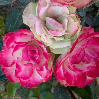 Rosa 'Vanessa Bell™' 27,218