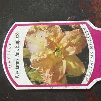 Hemerocallis 'Grape Ripples' 