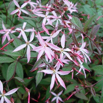 Porteranthus trifoliatus 'Pink Profusion' 