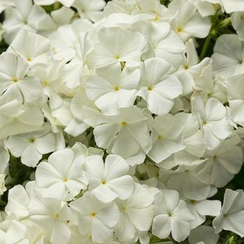 Phlox drummondii