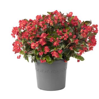 Begonia Viking® '' (299935)
