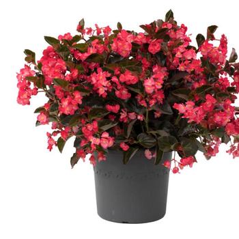Begonia Viking® '' (299937)