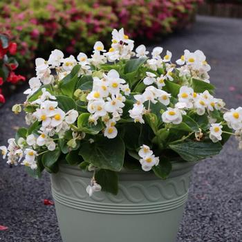 Begonia Viking® '' (299939)