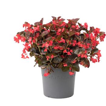 Begonia 