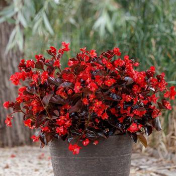 Begonia 