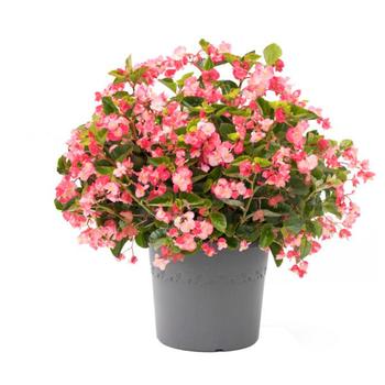 Begonia 