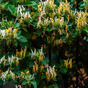 Lonicera japonica 'Halliana' 