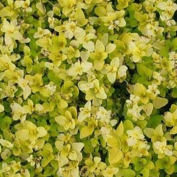 Origanum vulgare 'Thumble's Variety' 