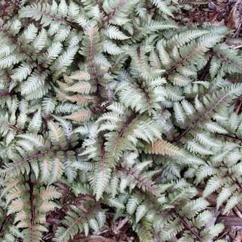 Athyrium niponicum var. pictum 'Apple Court' 