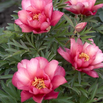 Paeonia lactiflora 'Mons. Jules Elie' 