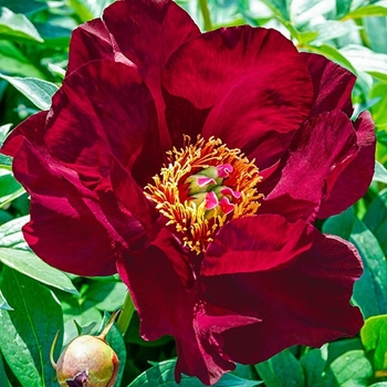Paeonia lactiflora 'Festiva Maxima' 