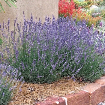 Lavandula x intermedia 'Gros Bleu' 
