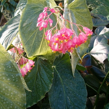 Begonia coccinea