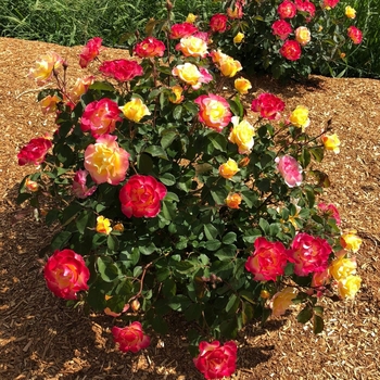 Rosa 'New Dawn' 