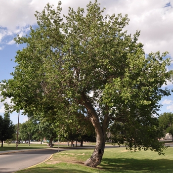 Morus alba