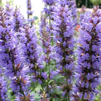 Agastache 'Blue' PPAF