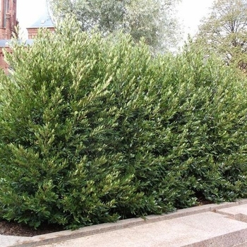 Prunus caroliniana 'Monus' 