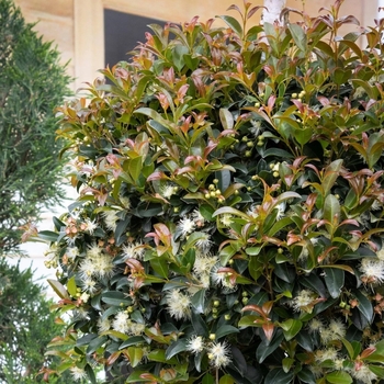 Eugenia myrtifloia 'Monterey Bay' 