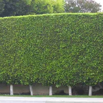 Ficus microcarpa 'Nitida' 