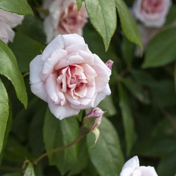 Rosa 'Cecile Brunner' 