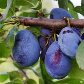 Prunus domestica 'Stanley' 