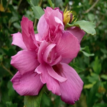 Hibiscus syriacus 'Lucy' 