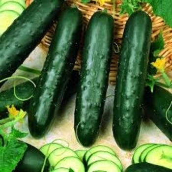 Cucumis sativus 'Burpless Supreme' 