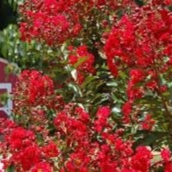 Lagerstroemia 'PIILAG-III' PP#23178