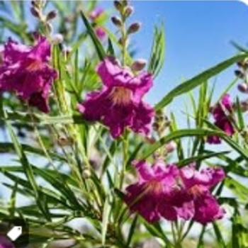 Chilopsis linearis 'Sweet Bubba' 