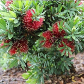 Callistemon viminalis 'LJ1' PP27331