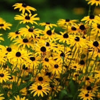 Rudbeckia 'Glitters Like Gold' 