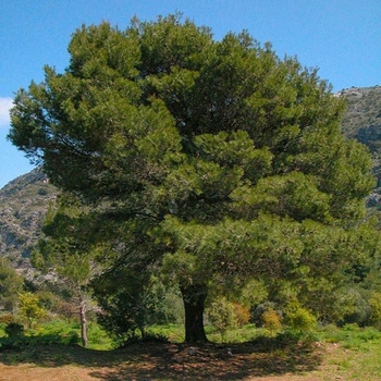 Pinus halepensis