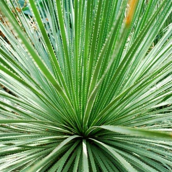 Dasylirion wheeleri