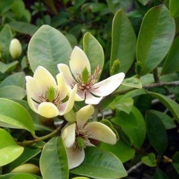 Magnolia figo var. skinneriana