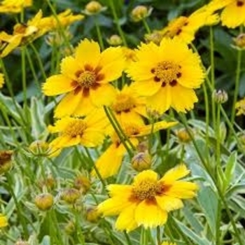 Coreopsis 'Tequila Sunrise' 