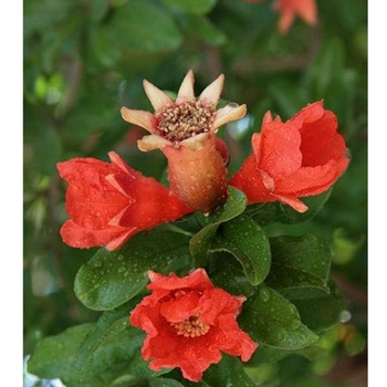 Punica granatum 'Wonderful' 