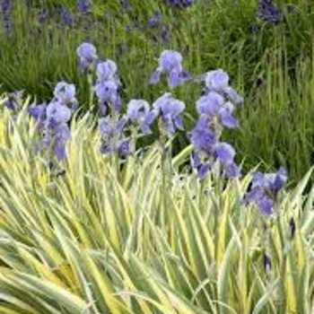 Iris pallida 'Aurea-Variegata' 