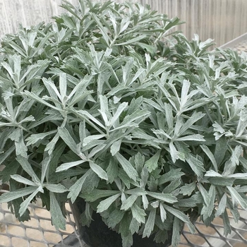 Artemisia 'Garden Ghost™' PVP 30,156