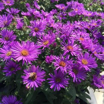 Aster novae-angliae 'Purple Dome' 