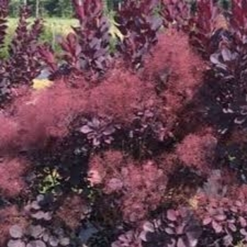 Cotinus coggygria 'COTSIDH5' PP20,336