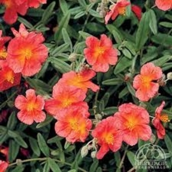Helianthemum 'Henifield Brilliant' 