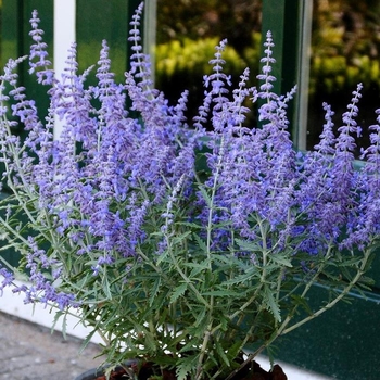 Perovskia atriplicifolia 'Lisslitt' PP20845