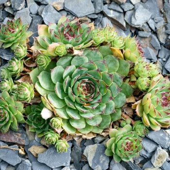 Sempervivum 'Multiple Varieties' 