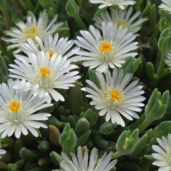 Delosperma 'Moon Stone' 
