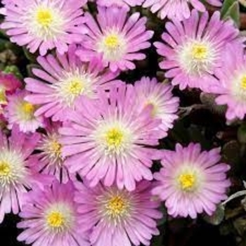 Delosperma 'Rosequartz' PP23452