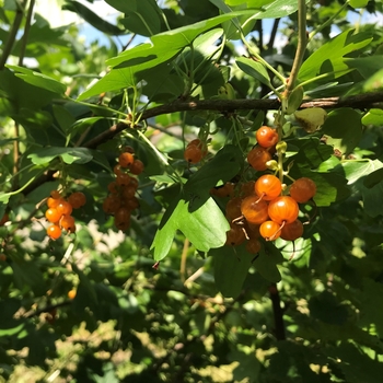 Ribes aureum