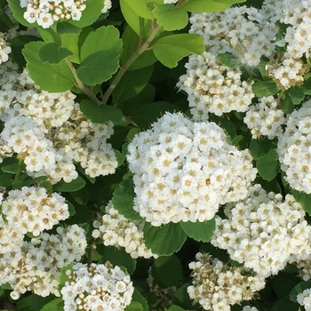 Spiraea betulifolia 'Tor' 