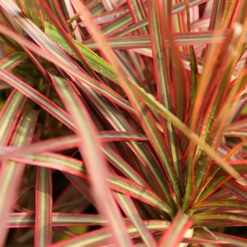 Dracaena marginata 'Colorama' 