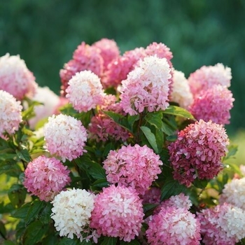 Hydrangea paniculata 'Rensu' 